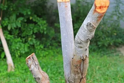 Machetes Especiales para la Poda de Arboles Frutales