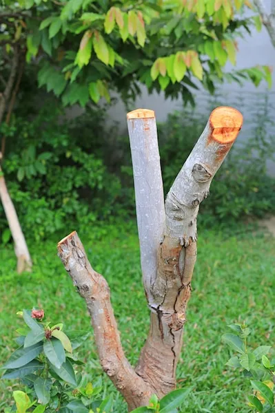 Machetes Especiales para la Poda de Arboles Frutales