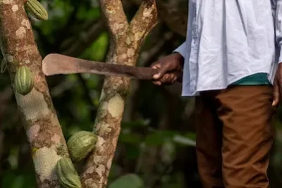 Tecnicas Tradicionales de Uso del Machete en Diversas Culturas Agricolas