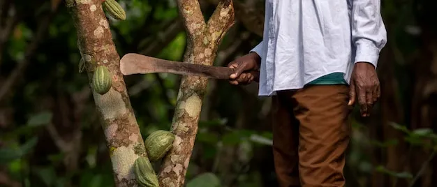 Tecnicas Tradicionales de Uso del Machete en Diversas Culturas Agricolas