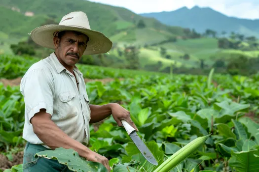 La Importancia de la Tecnica Uso Correcto del Machete para Evitar Danos a Cultivos