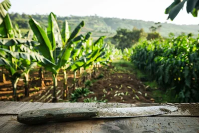 Personalizacion del Afilado de tu Machete Segun el Cultivo Agricola